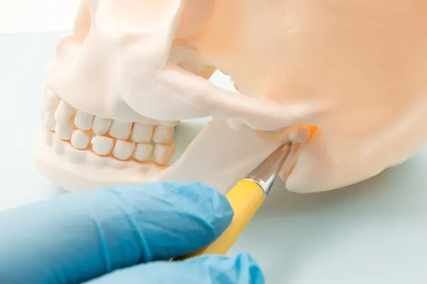Illustration highlighting the temporomandibular joint where the jaw meets the skull